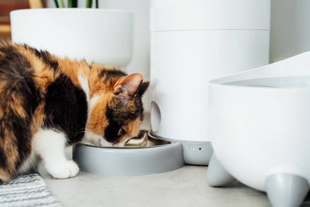 istock Close up multicolor cat eating from automatic smart feeder in cozy home interior. Home life with a pet. Healthy pet food diet concept. Selective focus, copy space 1423074595