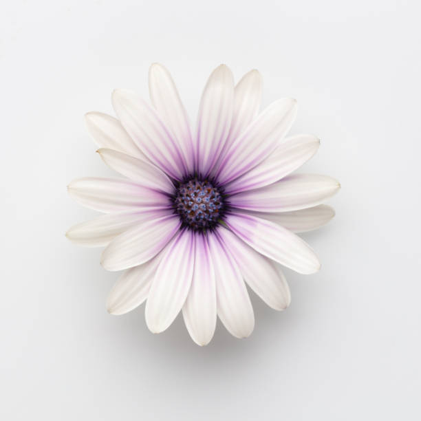 istock Flower on white background with copy space. Floral close-up. 1423079050