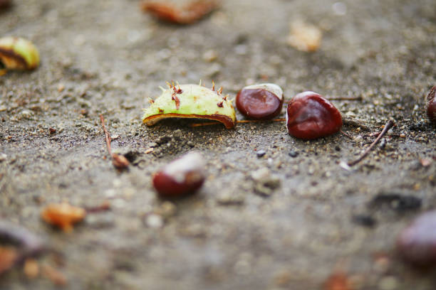 Chestnut fruits lying on the ground on a fall day