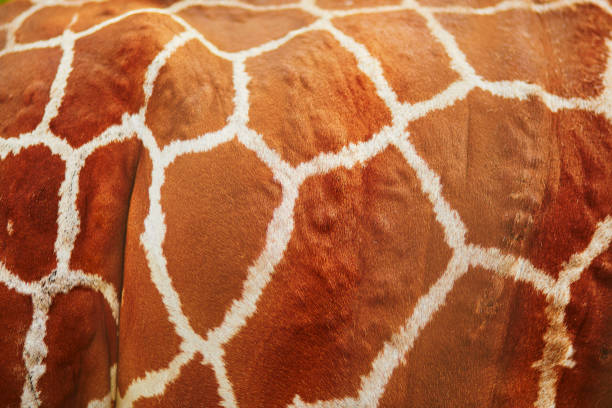 Cut-out healthy, beautiful, and sweet giraffe heads and their neck, close-up on a white background. Looking in the camera.