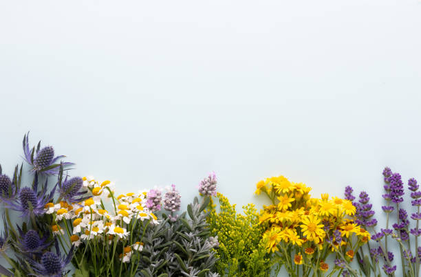 istock Herbal tea ingredients with various fresh herbs and flowers,  on pastel background, top view, frame. 1423080936