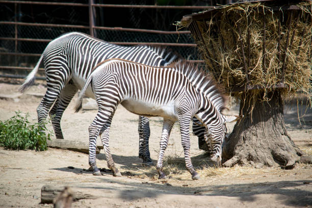 istock Striped zebra from the zoo 1423081797