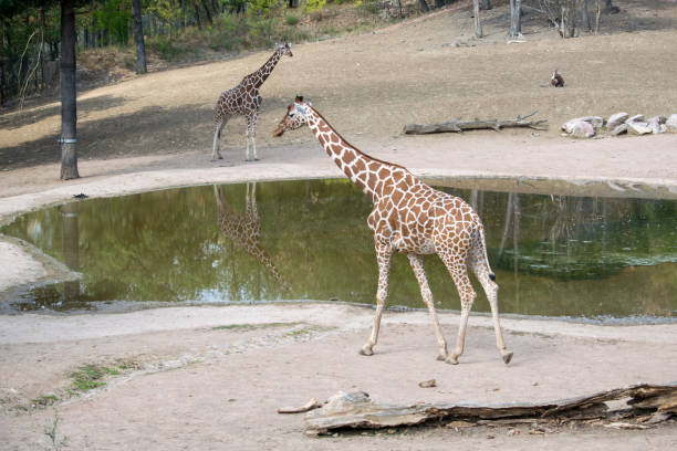 istock The giraffes that pass around the lake 1423081801