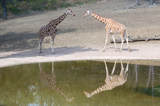 Giraffes stand on dry land in the sun by a lake, their reflection mirrored on the surface of the water.