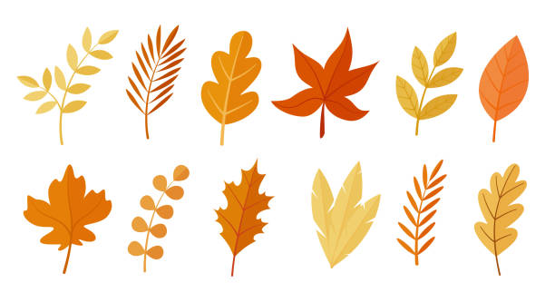 Colorful set of autumn leaves. Vector flat style illustration Colorful set of autumn leaves. Vector flat style illustrations clipart autumn leaves stock illustrations