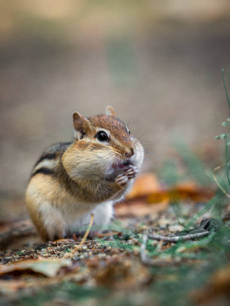 Chipmunk Chipmunk foraging eastern chipmunk photos stock pictures, royalty-free photos & images