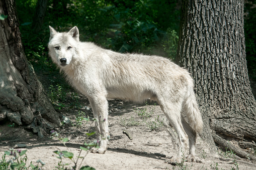 Large arctic wolf looking after rivals and danger in the forest