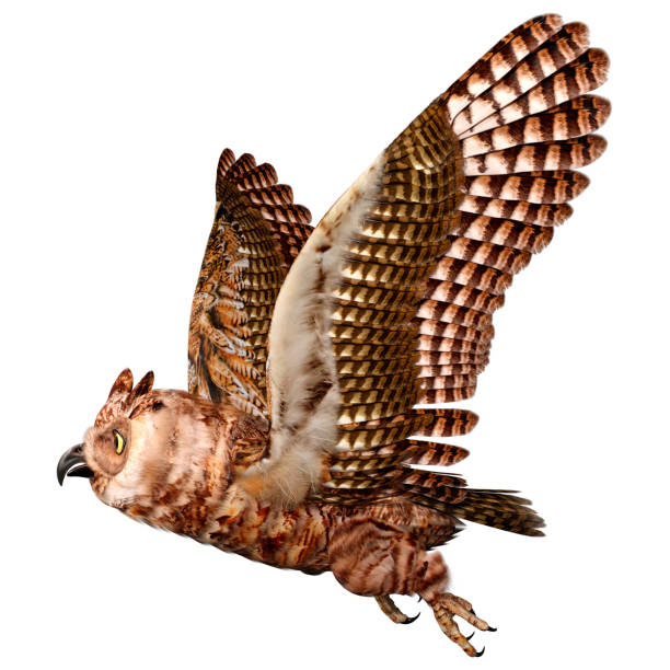 3d rendering great horned owl on white - great white owl imagens e fotografias de stock