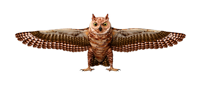 3D rendering of a great horned owl or tiger owl or Bubo virginianus isolated on white background
