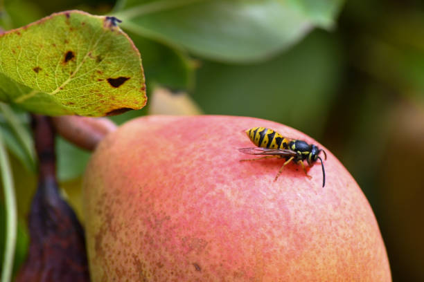 uma vespa inglesa comum, jaqueta amarela, vespula vulgaris alimentando-se de uma pele vermelha de peras maduras - rotting fruit wasp food - fotografias e filmes do acervo