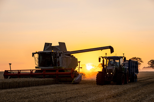 A wide shot of a combine harvester harvesting winter wheat in an agricultural field in Embleton, Northumberland at sunset on a summer's evening. There is a tractor pulling a large trailer, driving alongside collecting the crop.
