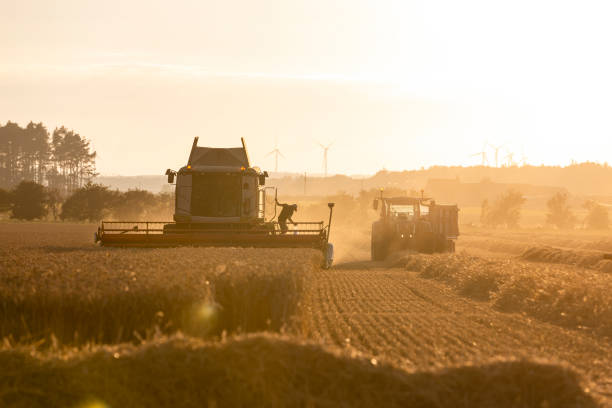 istock Finished Harvesting For the Day 1423087444