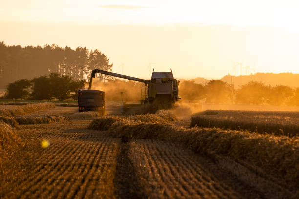 istock Harvesting Winter Wheat on the Farm 1423087517
