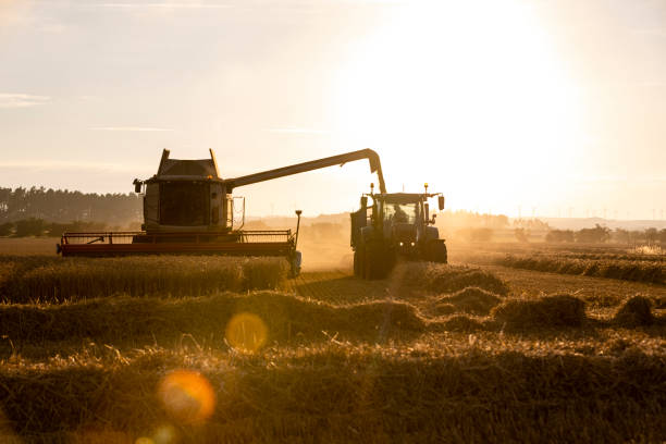 istock Harvesting the Winter Wheat on a Summers Evening 1423087558