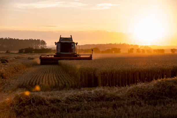 istock Harvesting on a Beautiful Evening 1423087588
