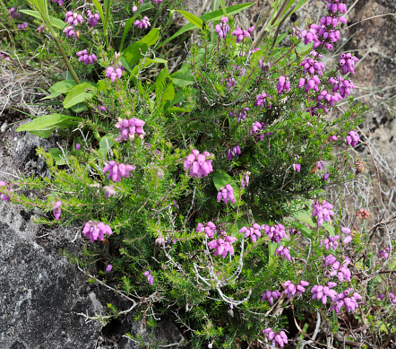 Dwarf shrub 15-75cm; young twigs hairy, otherwise plant hairless. Leaves linear, in whorls of 3, dark green, often bronzed. Flowers bright magenta-purple, 4-7mm, bell-shaped, in racemes or compact clusters. Fruit hairless.\nHabitat: Sub-alpine and maritime heaths, moors and open woodland on rather dry acid soils, to 1500m.\nFlowering Season: July-September.\nDistribution: Throughout, except much of the North and Iceland.\n\nThis Picture is made during a Vacation to Ireland in July 2022.
