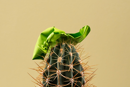 Busted green balloon above cactus