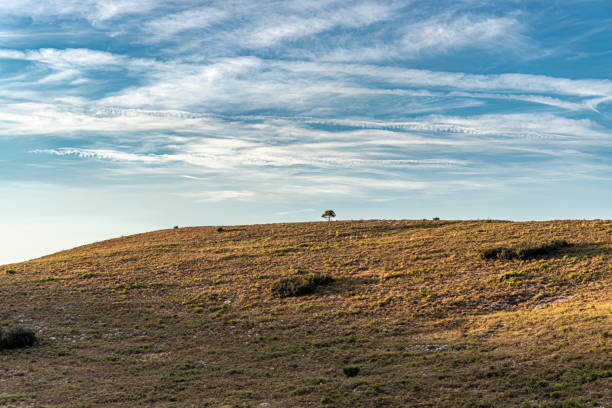 istock hill isolated tre blue sky 1423092717