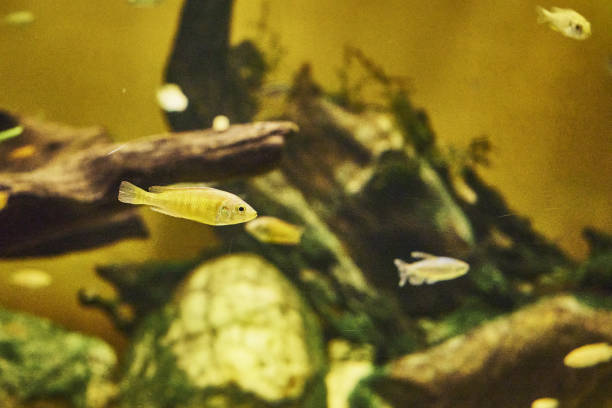 istock Labidochromis elou or labidochromis cerulius yellow Labidochromis caeruleus floating in water among stones 1423092940