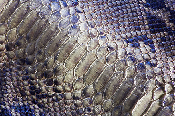 snake leather stock photo