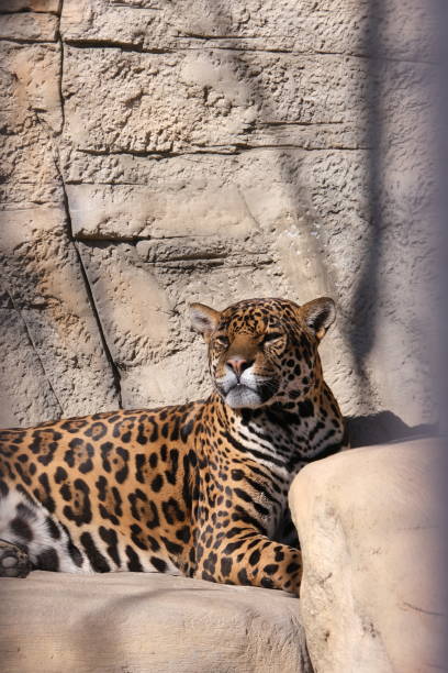 istock Resting jaguar in the zoo 1423095169