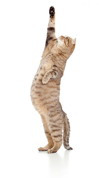 istock Pregnant cat looking upward isolated on white 142309567
