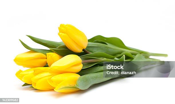 Tulipanes Amarillos Foto de stock y más banco de imágenes de Tulipán - Tulipán, Flor, Amarillo - Color
