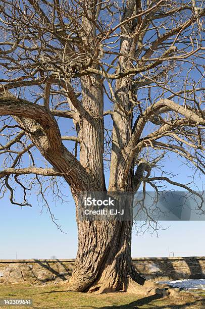 Старинный Дерево — стоковые фотографии и другие картинки Без людей - Без людей, Большой, Вертикальный