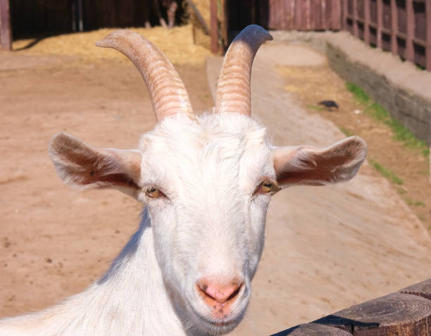 istock White goat portrait in the zoo 1423097833