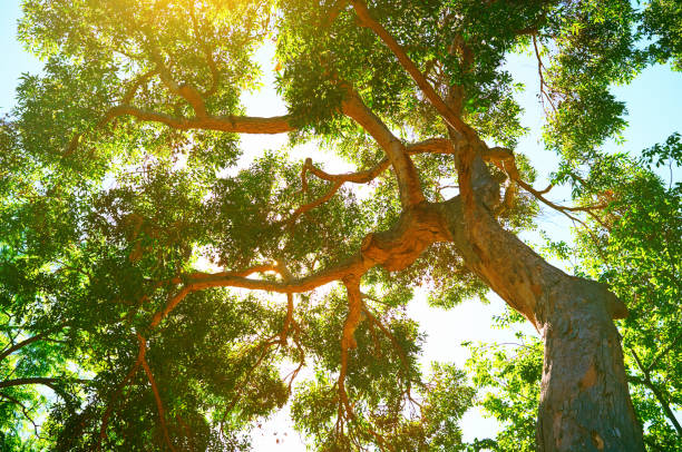 晴れた夏の日の美しい緑豊かな木の天蓋 - leaf underside ストックフォトと画像