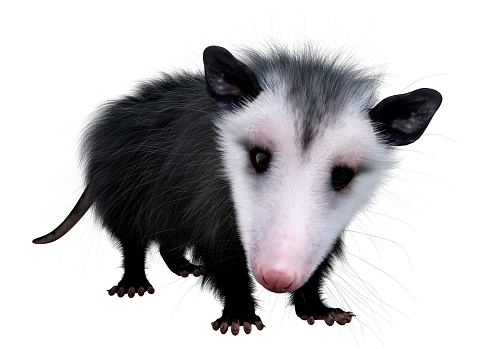 3D rendering of an opossum animal isolated on white background
