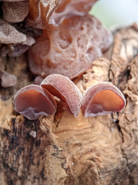 istock Ear fungus thrives on a tree trunk that fell a few months ago 1423098856