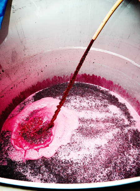Wine and red grapes pouring from a hose into a metal vat at a winery stock photo