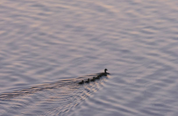Mother duck with ducklings floating on the river option 2