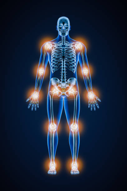 istock Front or anterior view of human skeleton with joint pain or inflammation 3D rendering illustration. Pathology, anatomy, medical, healthcare, arthitris, rheumatism, medicine concept. 1423101601