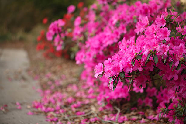 경로를 꽃 Azaleas 스톡 사진