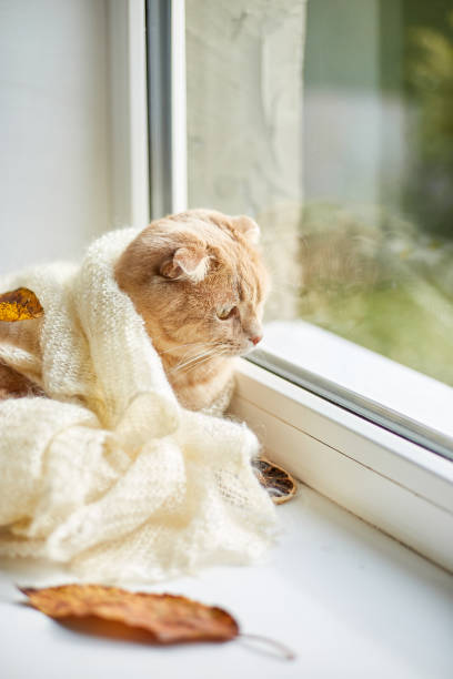istock Scottish fold ginger cat lying on windowsill at home, Autumn lazy weekend cat at home. 1423103997