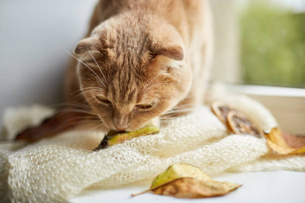 istock Scottish fold ginger cat lying on windowsill at home, Autumn lazy weekend cat at home. 1423104013