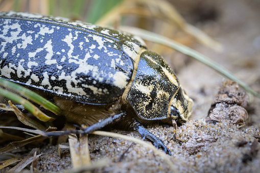 A big Scarab beetle (Polyphylla fullo) walking on sand, France