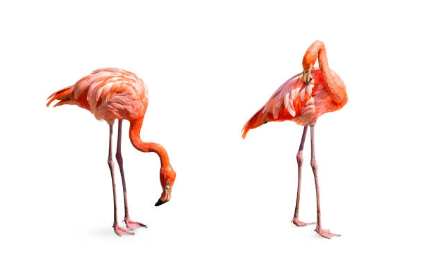 istock Collection, flamingo (Phoenicopterus ruber) Heart shape, neck curl and standing posture isolated on white background. 1423106441