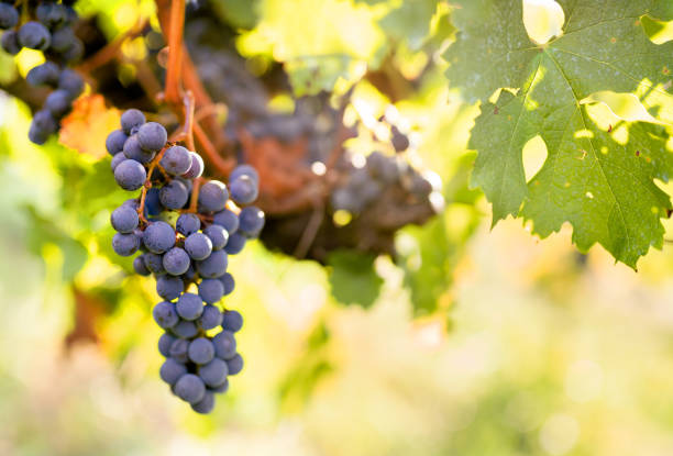 istock Grapes hanging off a vine in the summertime 1423107774