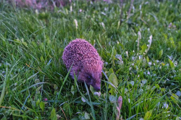 istock Hedgehog sits on a white brick in green grass 1423108921