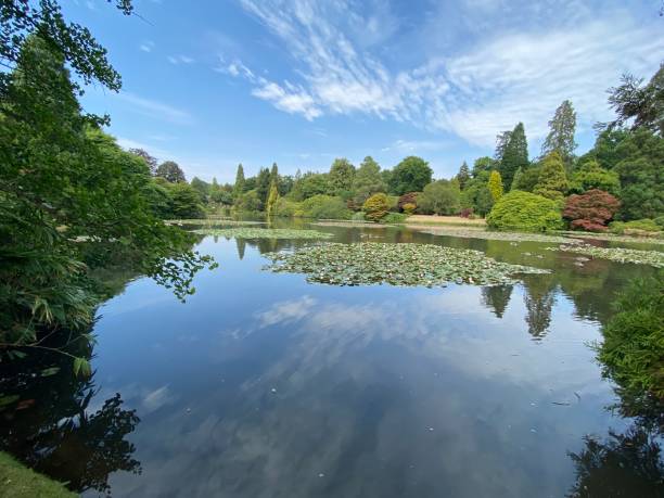 istock Lily pads on a lake 1423109433