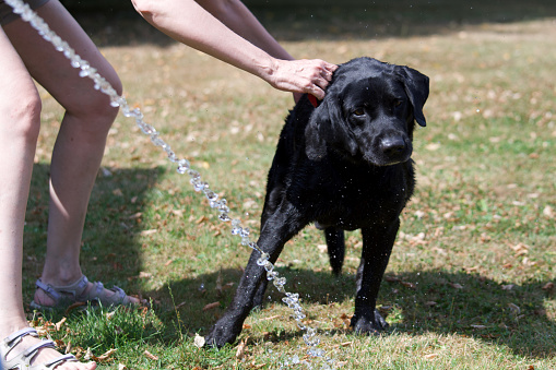 One person trying to wash a recalcitrant black labrador retriever dog with a hose in a garden.
