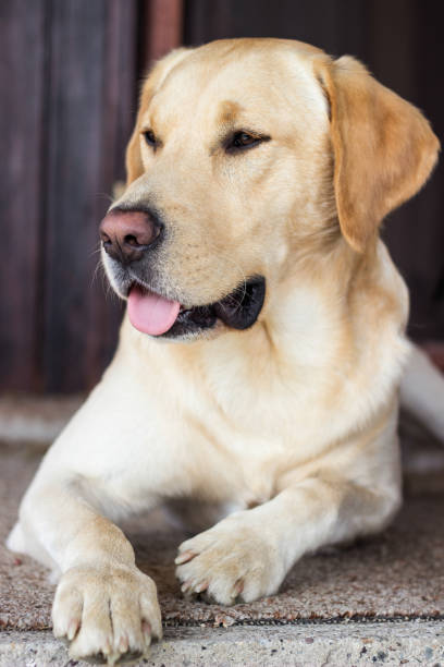 istock Labrador dog lying down in front of the house 1423111130