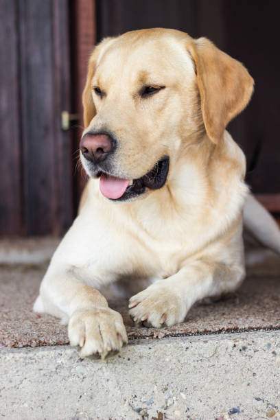 istock Labrador dog lying down in front of the house 1423111151