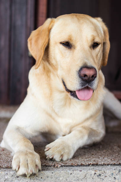 istock Labrador dog lying down in front of the house 1423111223