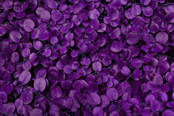 istock Purple leaves for background 1423113155