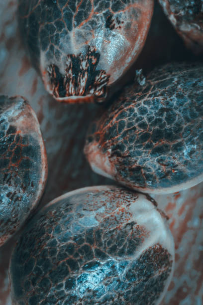 istock Macro view on  cannabis seeds on white background. 1423114059