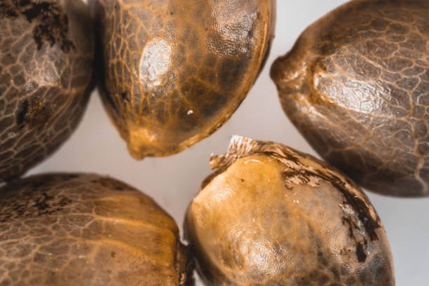 istock Macro view on  cannabis seeds on white background. 1423114114